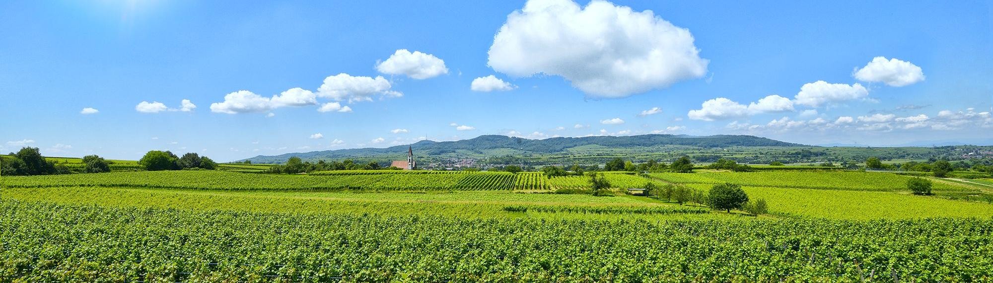 Felder der Gemeinde Teningen