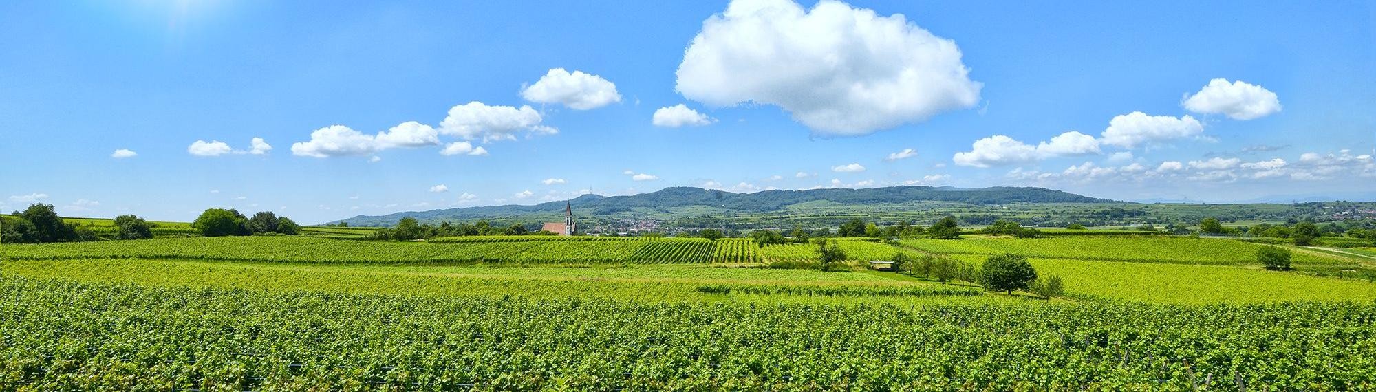 Felder der Gemeinde Teningen